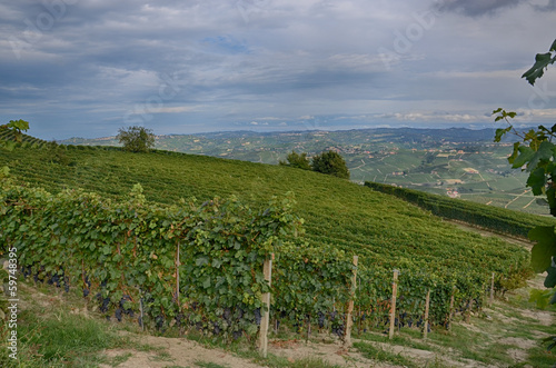 Vineyard in the Langhe - Italy 2