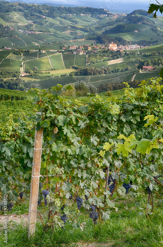 Barolo - Italy 2