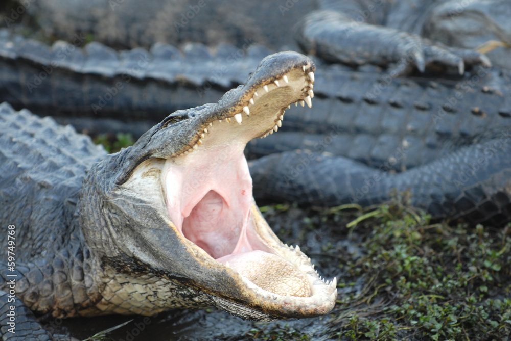 Obraz premium Open Up, Gator