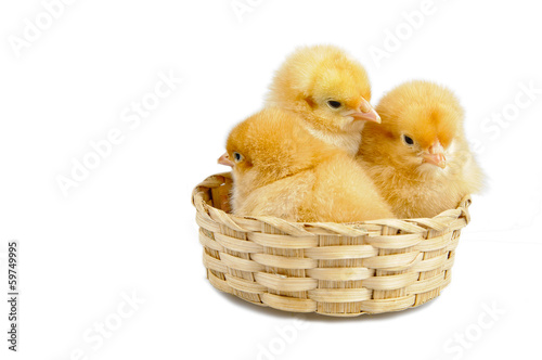 kurczaki w koszyku