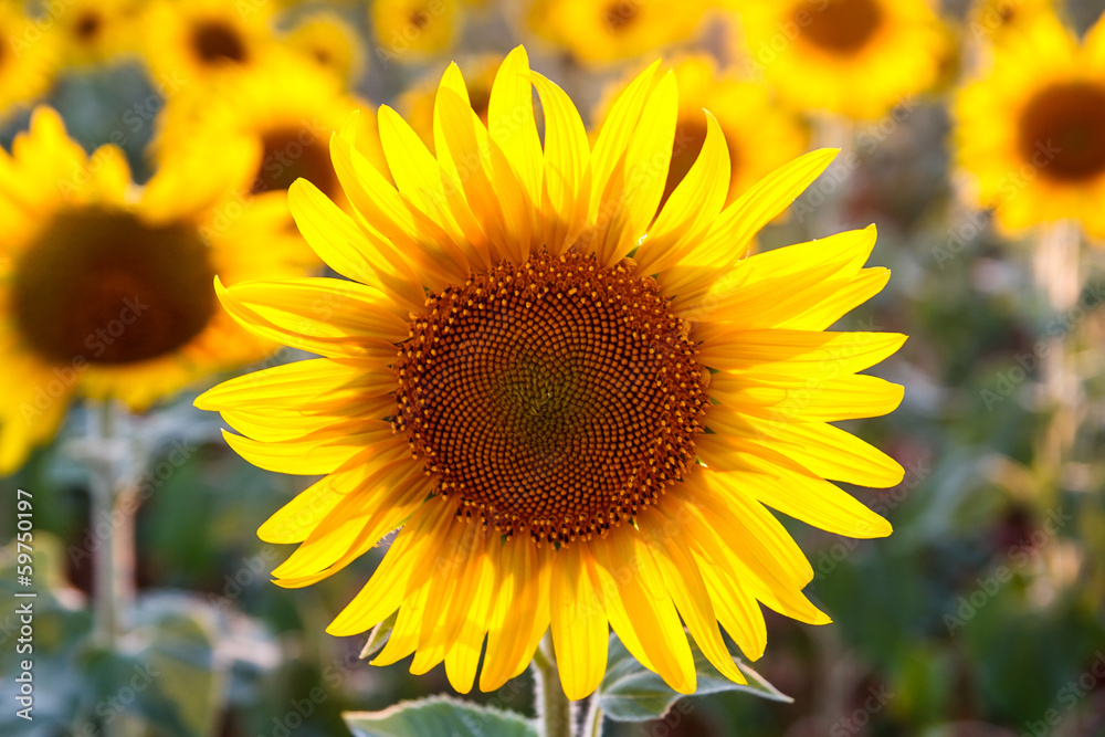 sunflowers, giant flower