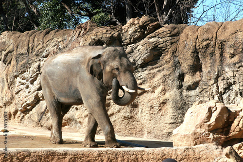 Elephant Walking
