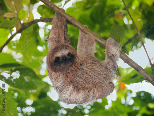 Brown throated sloth in the jungle #59751515