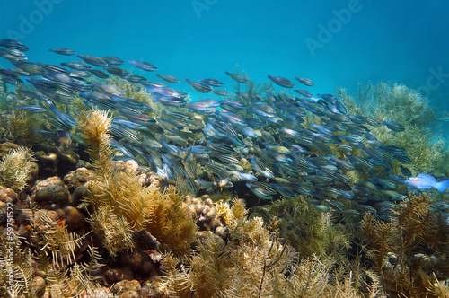 Shoal of striped parrotfish on coral reef