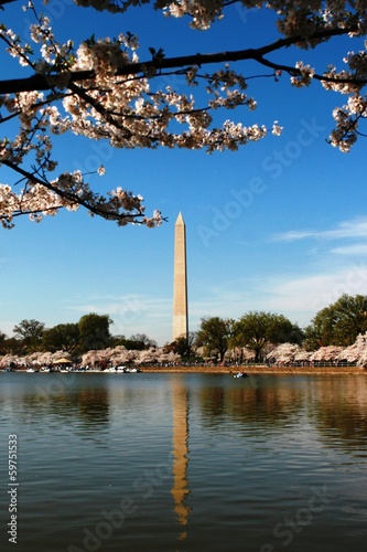 Washington Monument with Cherry Blossom
