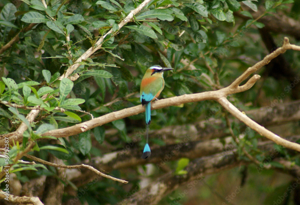 Motmot a sourcils bleus Motmot a sourcils bleus