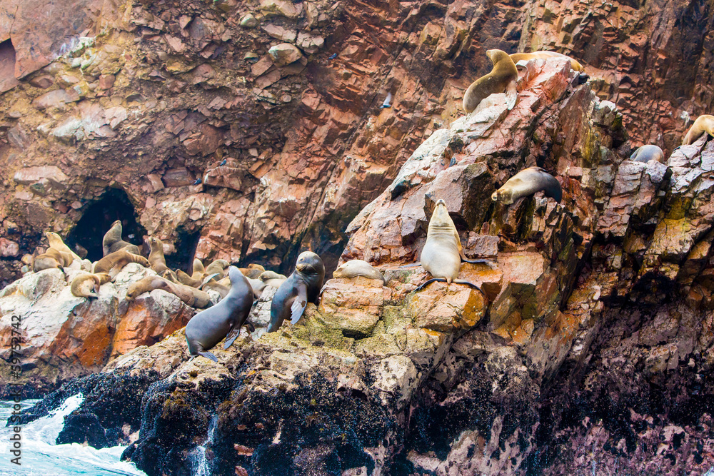 South American Sea lions relaxing on rocks of Ballestas South American Sea lions relaxing on rocks of Ballestas