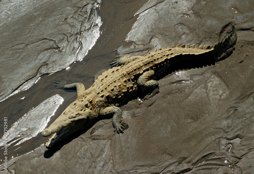crocodile crocodile