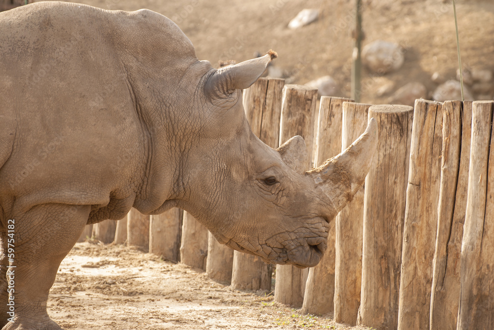 Fototapeta premium Rhinoceros
