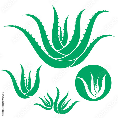 Aloe