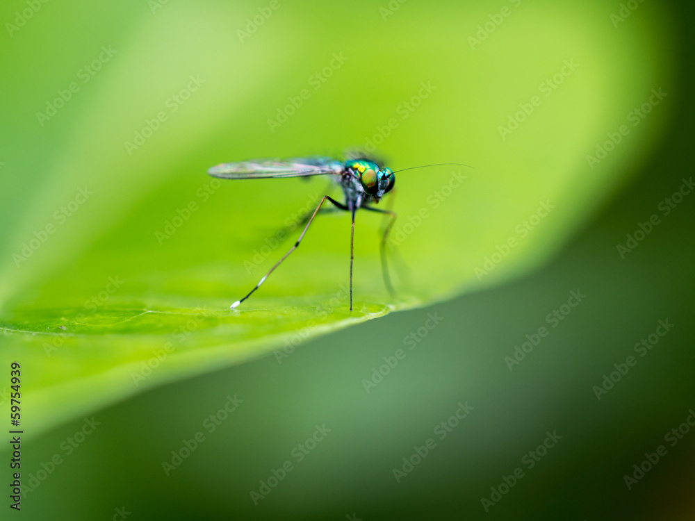 Fly Fly