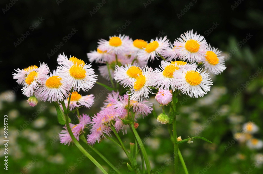 春紫苑 はるじおん 菊 きく 科 Stock Photo Adobe Stock 春紫苑 はるじおん 菊 きく 科 Stock Photo Adobe Stock