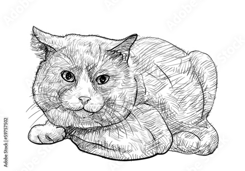 British shorthair cat