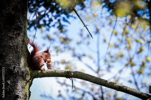 Ecureuil avec une pomme de pin © PicsArt