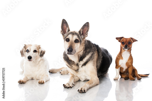 Fototapeta Naklejka Na Ścianę i Meble -  Drei Mischlingshunde