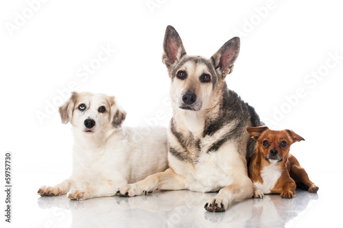 Drei Mischlingshunde