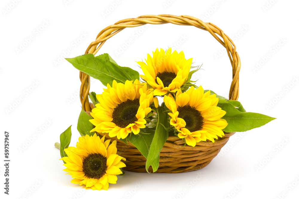 Obraz premium Beautiful sunflower bouquet in a basket (Helianthus)