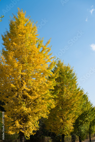 ginkgo yellow leaves in autumn