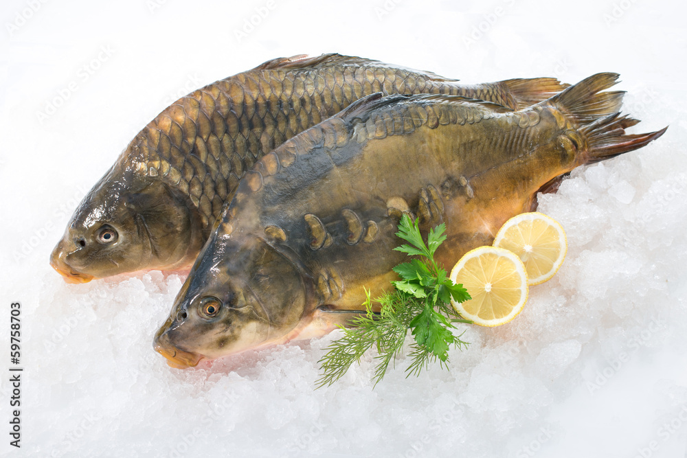 Foto Common carp fish on ice