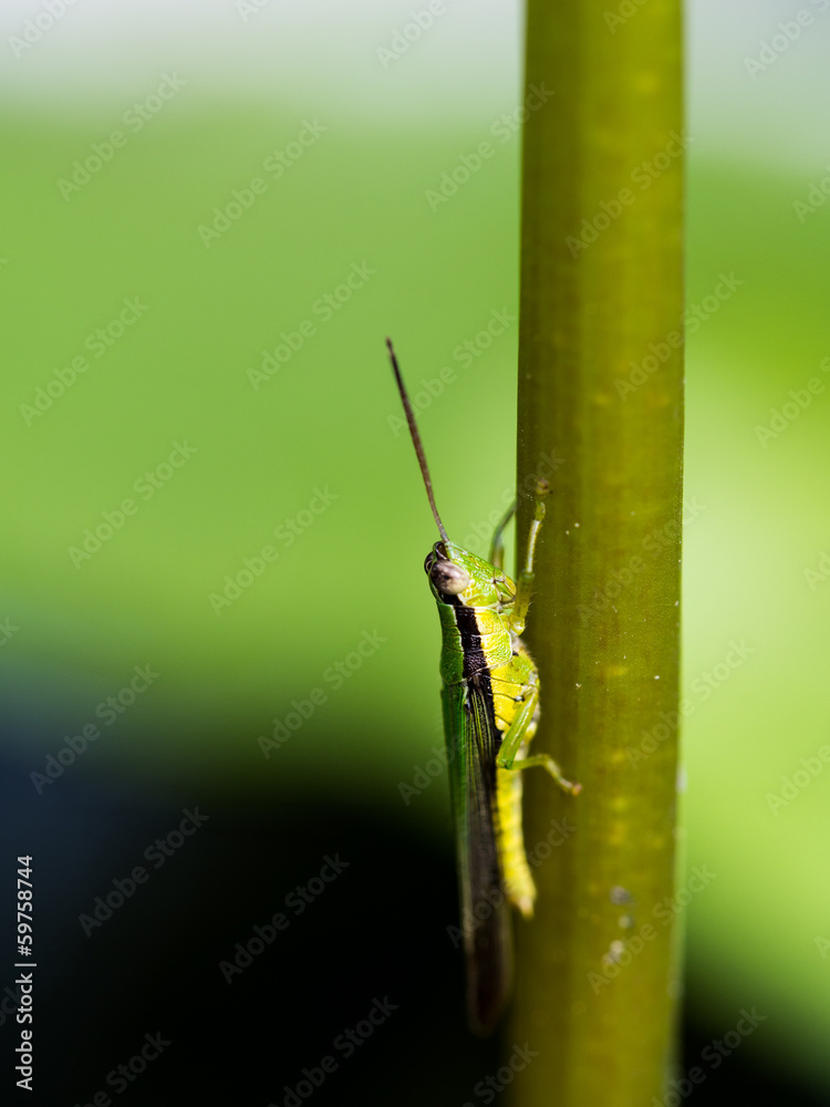 Grasshopper Grasshopper