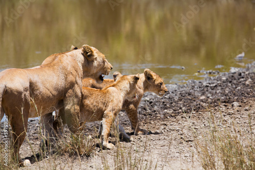 Lion with her two cubs