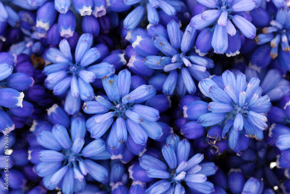 Muscari - hyacinth close-up Muscari - hyacinth close-up