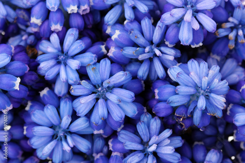 Muscari - hyacinth close-up
