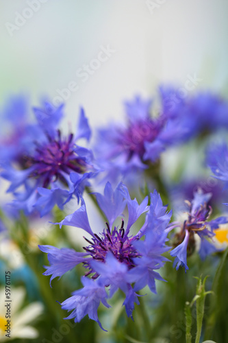 Beautiful cornflowers  outdoors