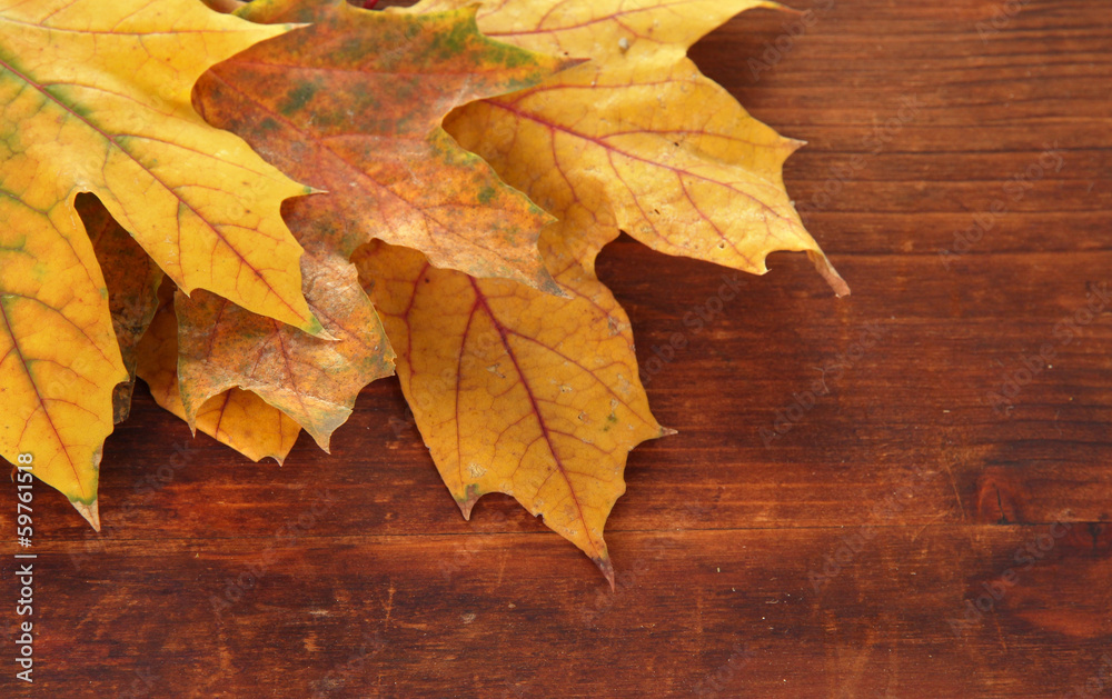 Yellow maple leaves on wooden background