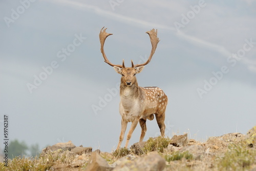 fallow deer with big horns