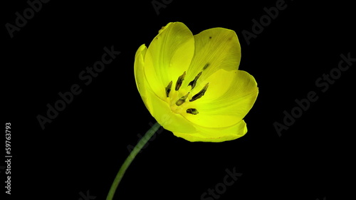 Yellow tulip flower blooming timelapse