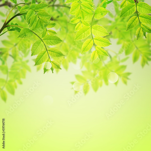 Postcard with fresh green foliage and place for your text