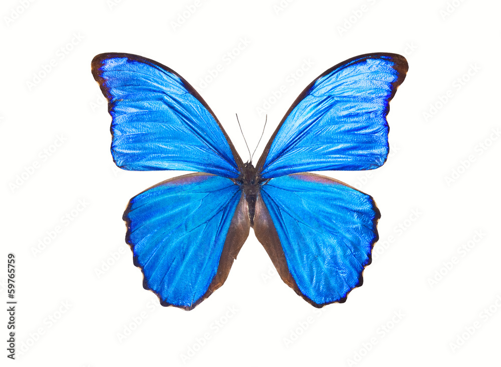 Obraz premium Butterfly Morpho Didius