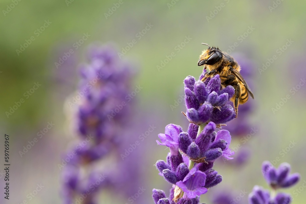 wildbiene auf lavendel / Wild bee on Lavender wildbiene auf lavendel / Wild bee on Lavender