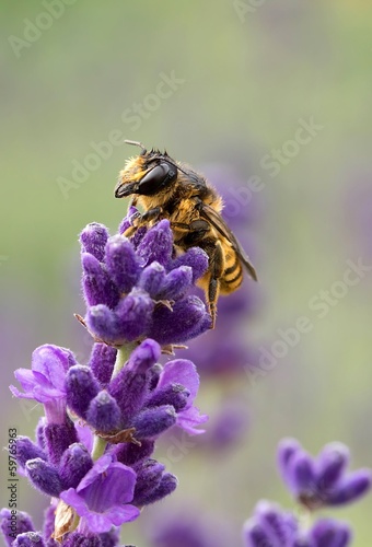 wildbiene auf lavendel / Wild bee on Lavender