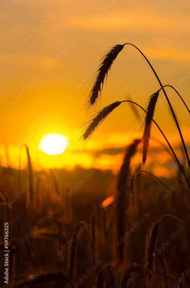 Rye field on sunrise