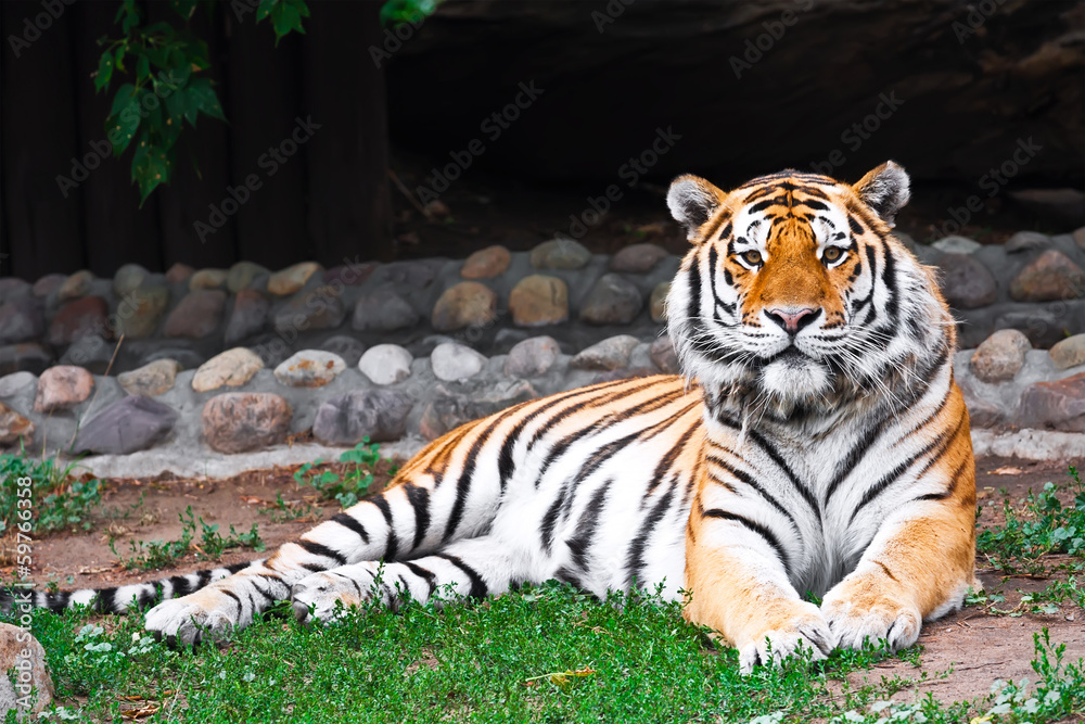 Tiger Tiger