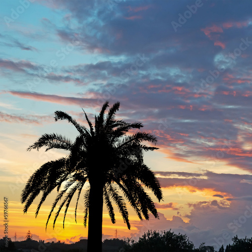 palm silhouettes © Gabriele Maltinti