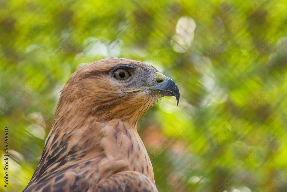 Portrait of Common Buzzard against motley background Portrait of Common Buzzard against motley background