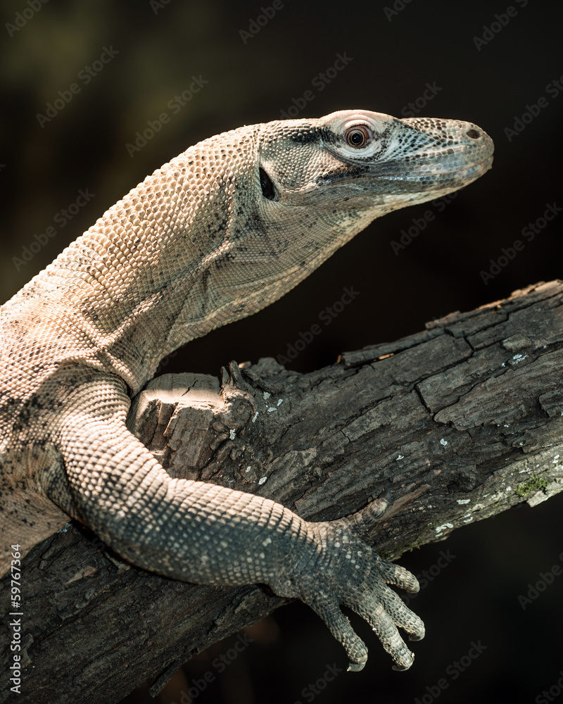 Fototapeta premium Juvenile komodo dragon perched on tree branch