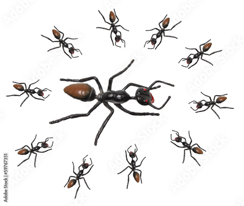 Toy Ants