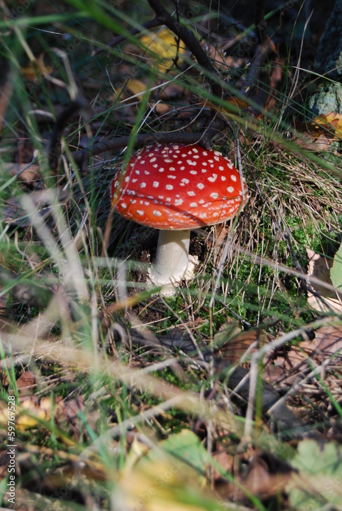 grzybek grzybek