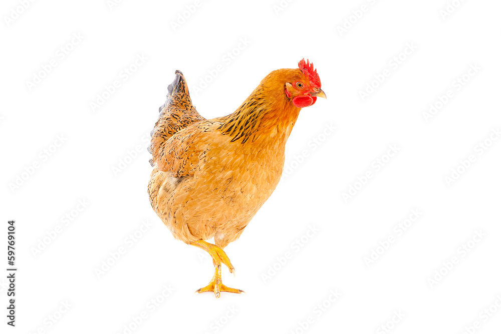 Fototapeta premium brown chicken on a white background , isolated