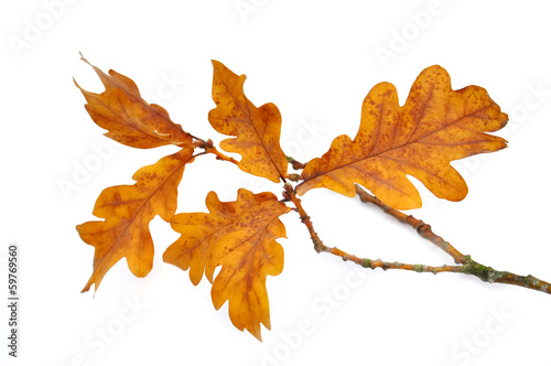 Tableau sur toile feuilles de chêne