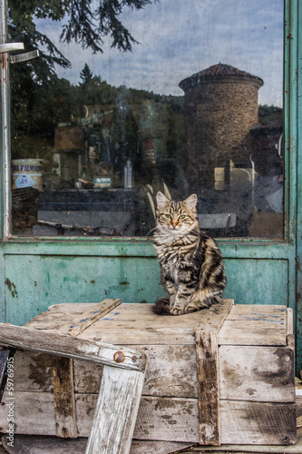 Le chat de la chartreuse de Sainte-Croix-en-Jarez