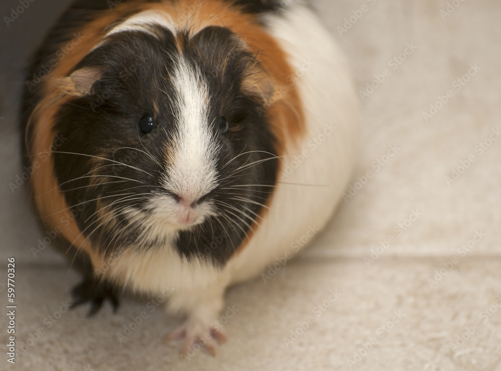 Guinea pig Guinea pig