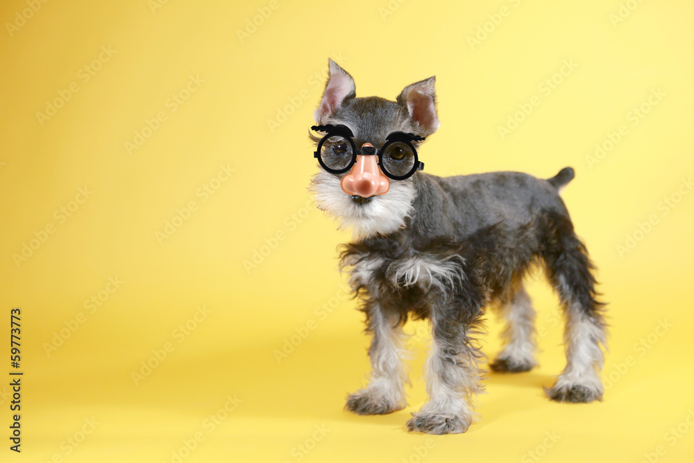 Little Goofy Minuature Schnauzer Puppy Dog - obrazy, fototapety, plakaty 