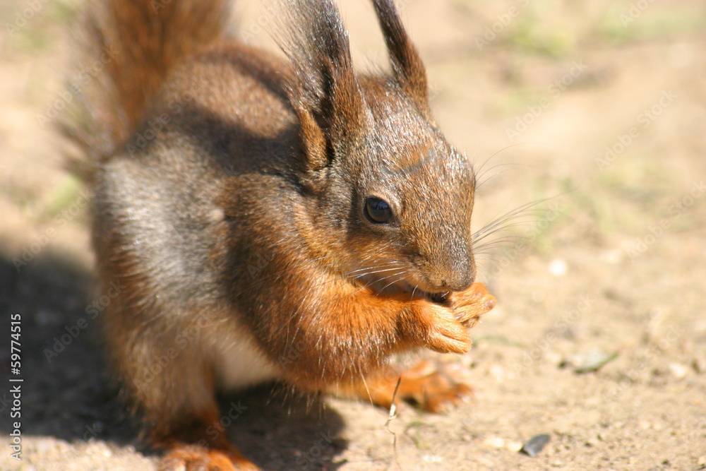 Little hungry squirrel Little hungry squirrel
