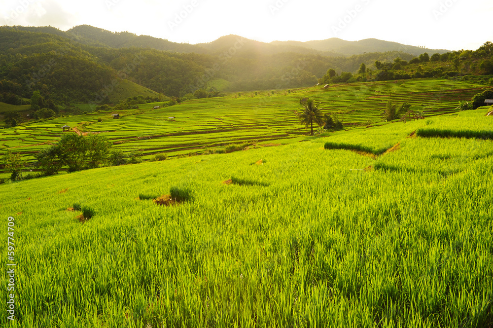 Terraced Rice Fields