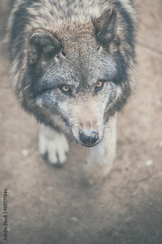 Obraz premium Portrait de loup